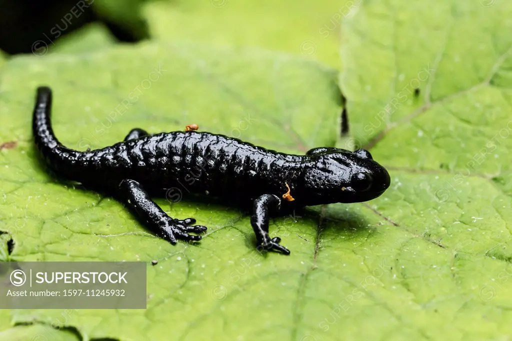 Animal, Amphibia, Salamandra, Alpine salamander, Black, Salamandra atra, Salamander
