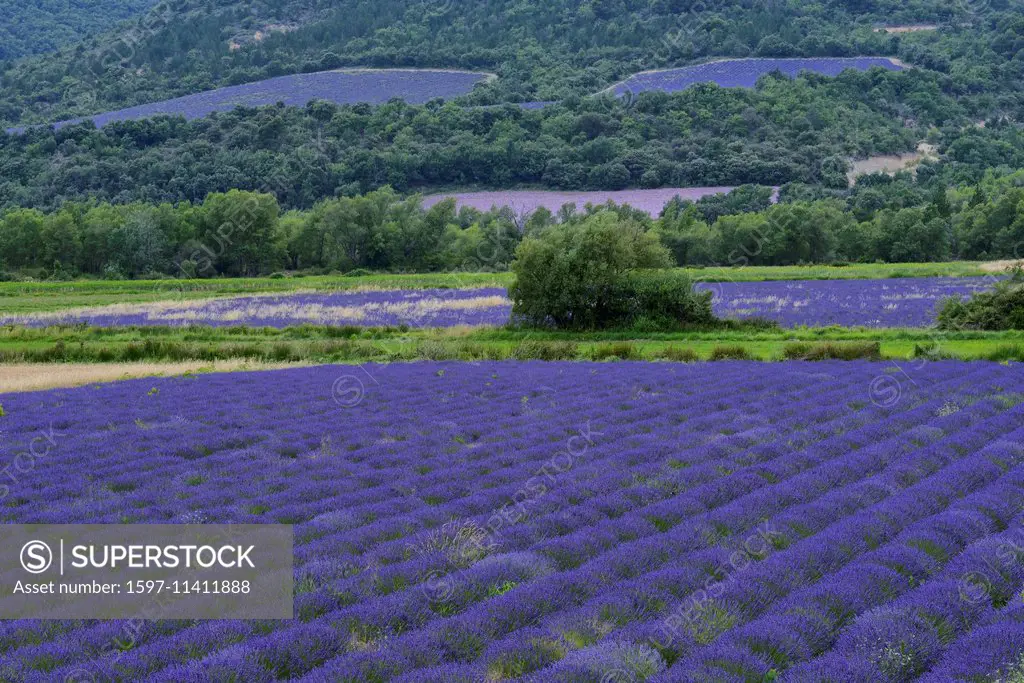 Europe, France, Provence, Valensole, lavender, bloom, field, landscape,