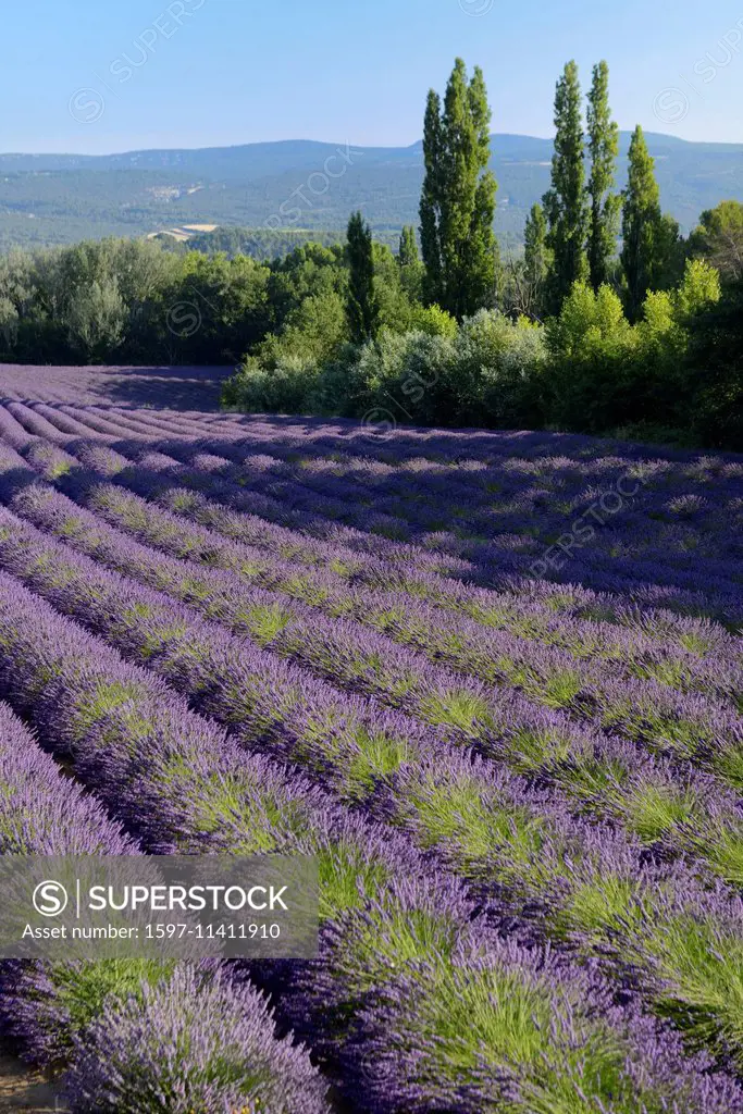 Europe, France, Provence-Alpes-Côte d'Azur, Provence, lavender, field, bloom