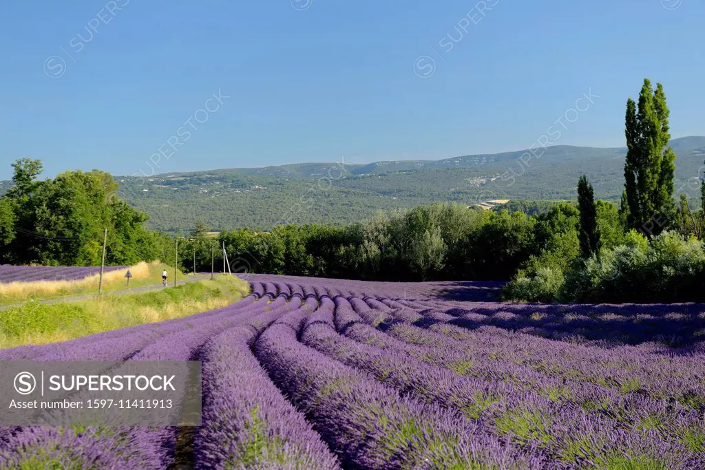Europe, France, Provence-Alpes-Côte d'Azur, Provence, lavender, field, bloom, road, landscape, biking