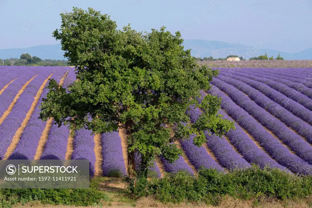 Europe, France, Provence-Alpes-Côte d'Azur, Provence, Valensole, Lavender, tree