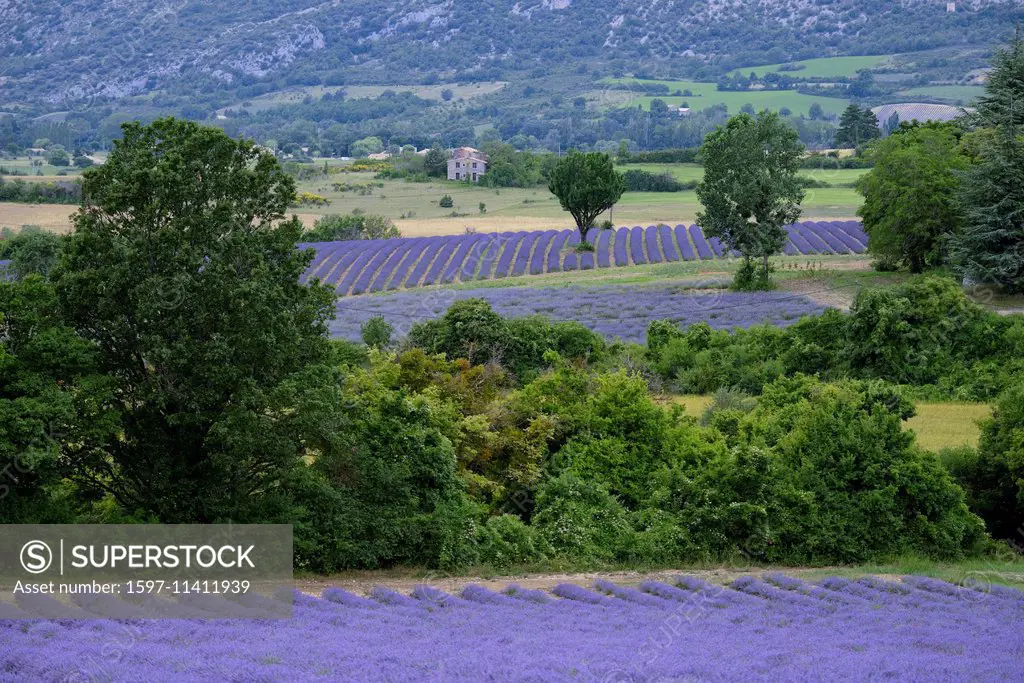 Europe, France, Provence, lavender, landscape, field, house, bloom, nature