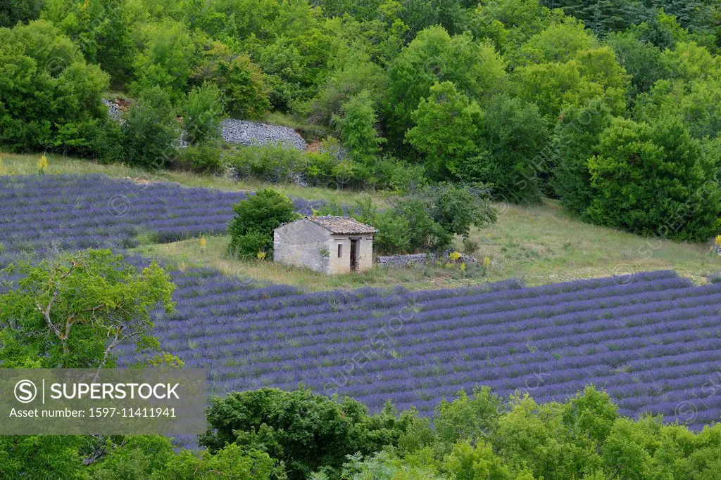 Europe, France, Provence, field, barn, landscape, lavender, bloom