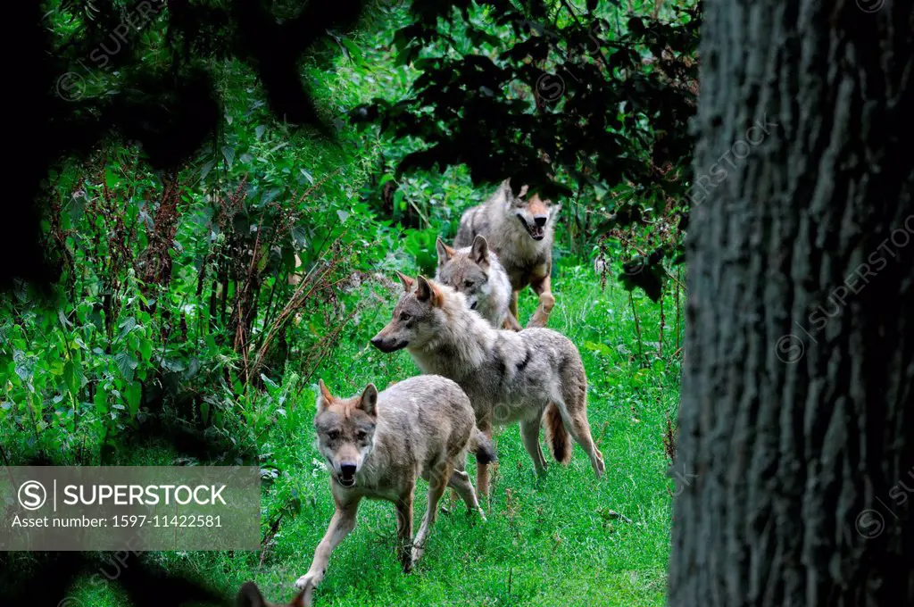 Canis lupus, canids, European Wolf, animal, Gray wolf, predators, wolves, predator, Wolf, animal, predator, Canine, animal, wild animal, Germany