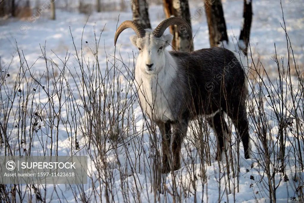 hybrid, stone sheep, dall sheep, animal, Yukon, wildlife, preserve, Canada