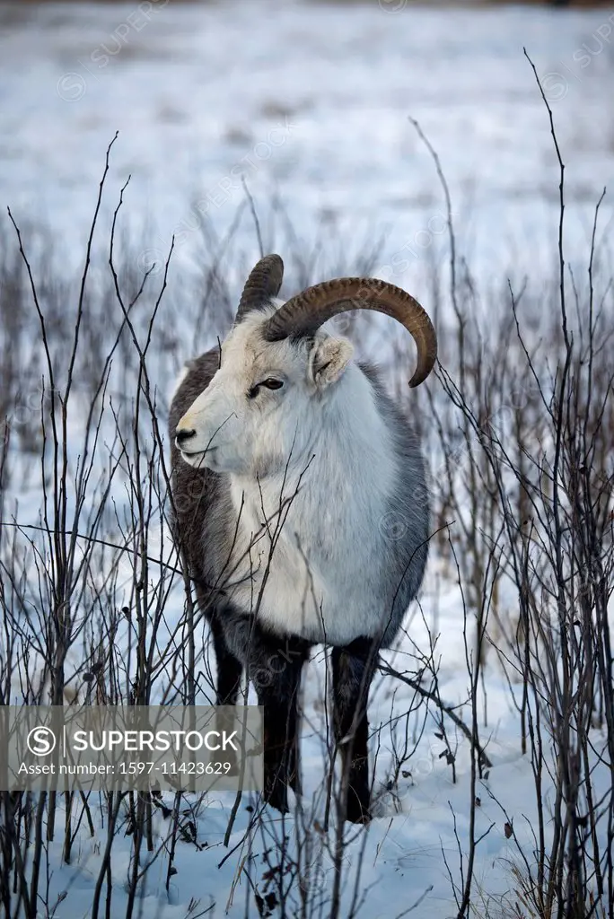hybrid, stone sheep, dall sheep, animal, Yukon, wildlife, preserve, Canada