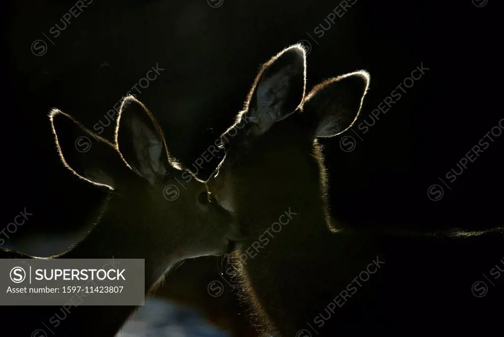 mule deer, blacktail deer, deer, animal, back light, Canada, odocoileus hemionus