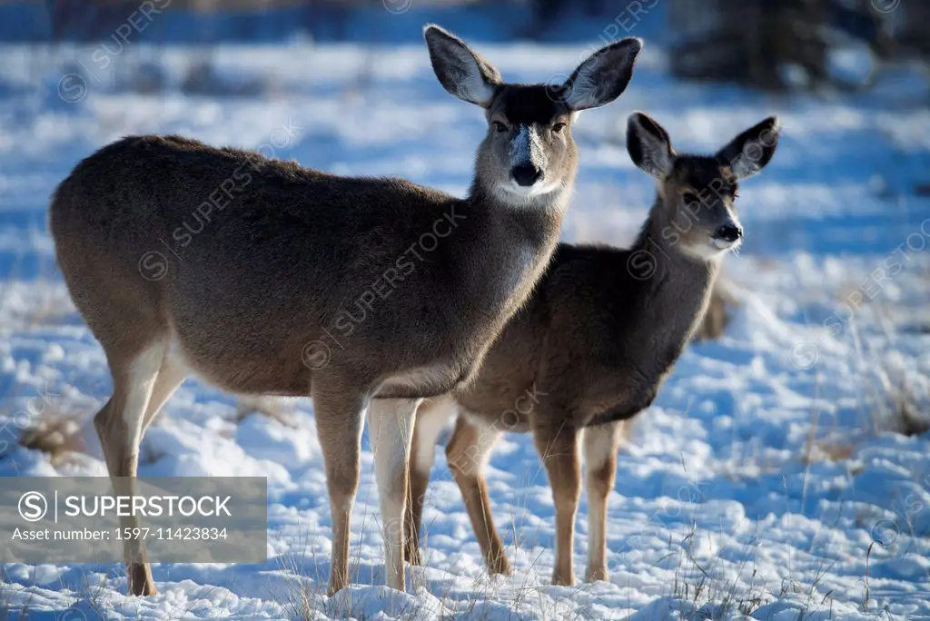 mule deer, blacktail deer, deer, animal, back light, Canada, odocoileus hemionus