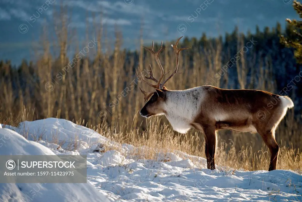 wood caribou, caribou, animal, winter, Canada, rangifer tarandus caribou, Yukon, wildlife, preserve,