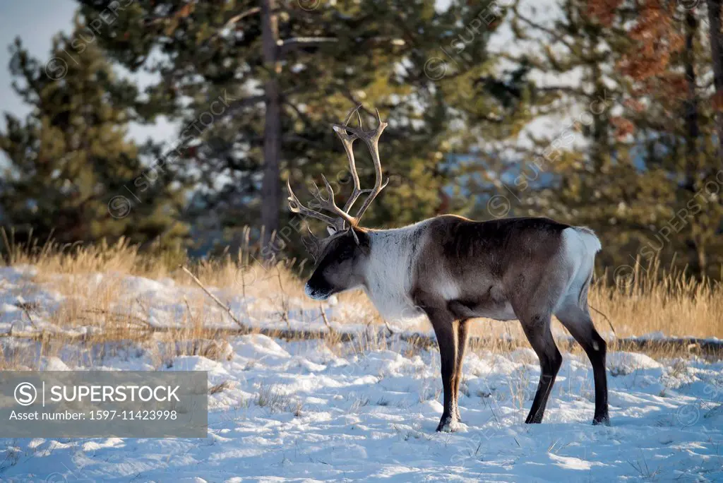 wood caribou, caribou, animal, winter, Canada, rangifer tarandus caribou, Yukon, wildlife, preserve,