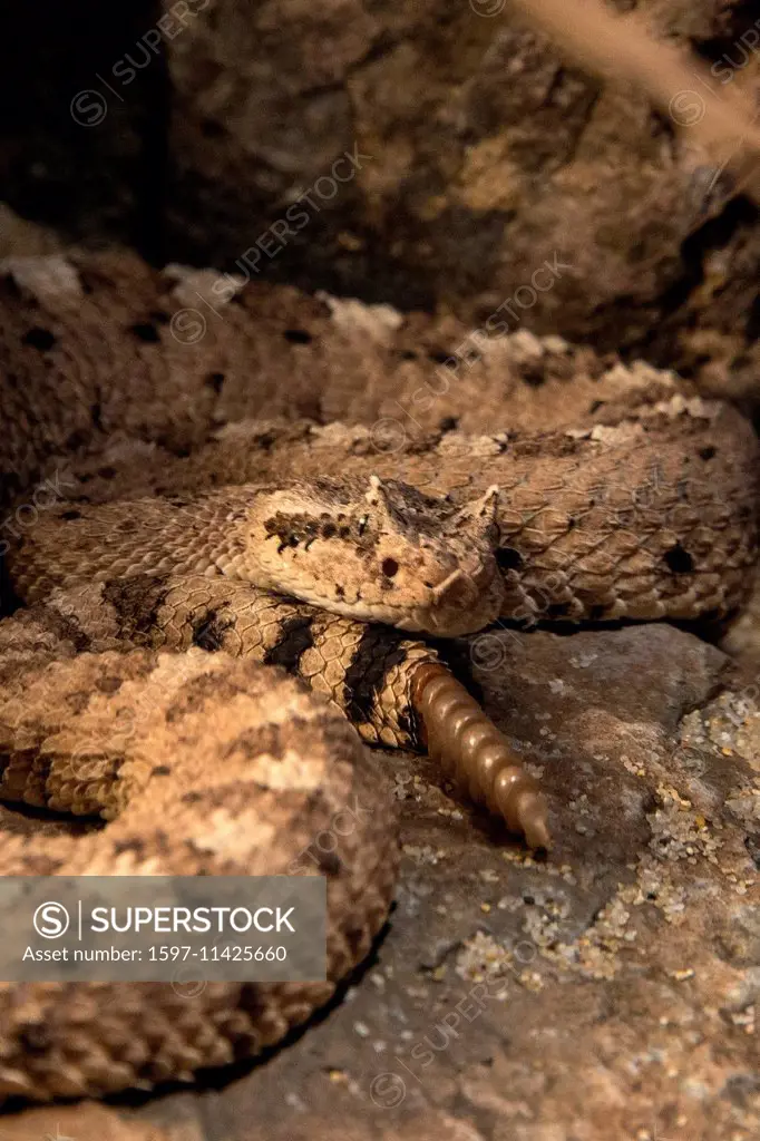 sidewinder rattlesnake, crotalus cerastes, snake, USA, United States, America, rattlesnake, animal