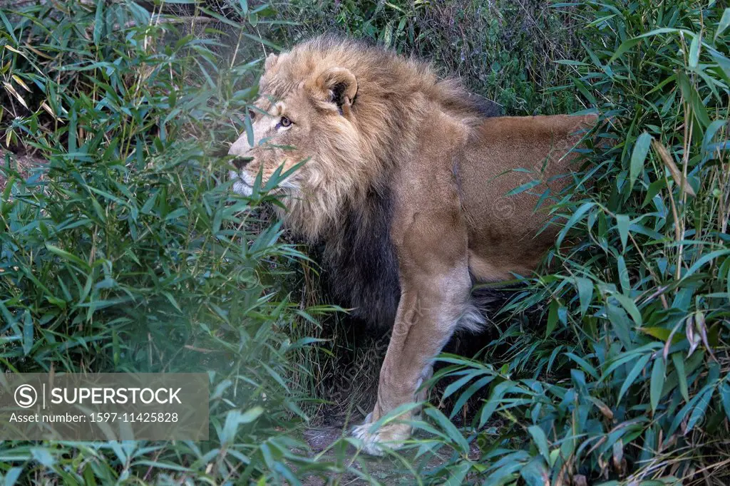lion, panthera leo, male, animal,