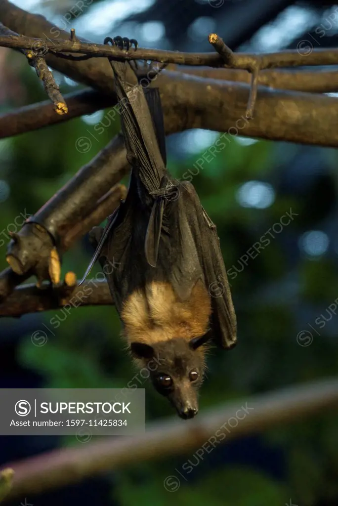 indian flying fox, fruit bat, pteropus giganteus, animal, flying fox, bat, USA, United States, America,