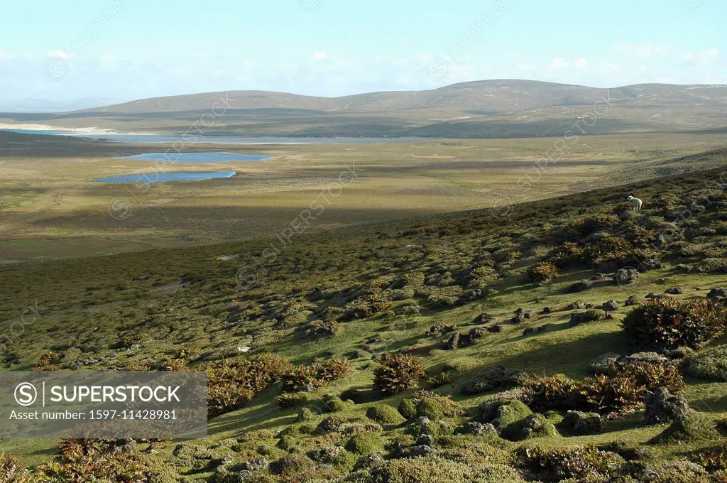 The Falklands, Falkland, South America, saunders Island, the rookery, steppe, bay, sea, beach, seashore, mountains, sheep