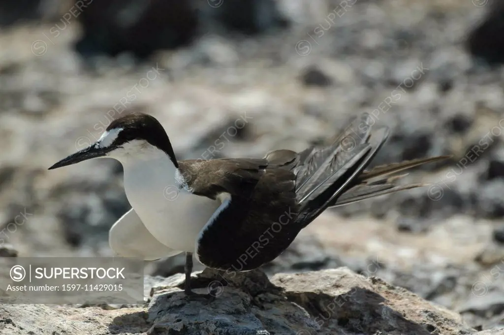 Ascension, Ascension Island, sooty tern, Onychoprion fuscatus