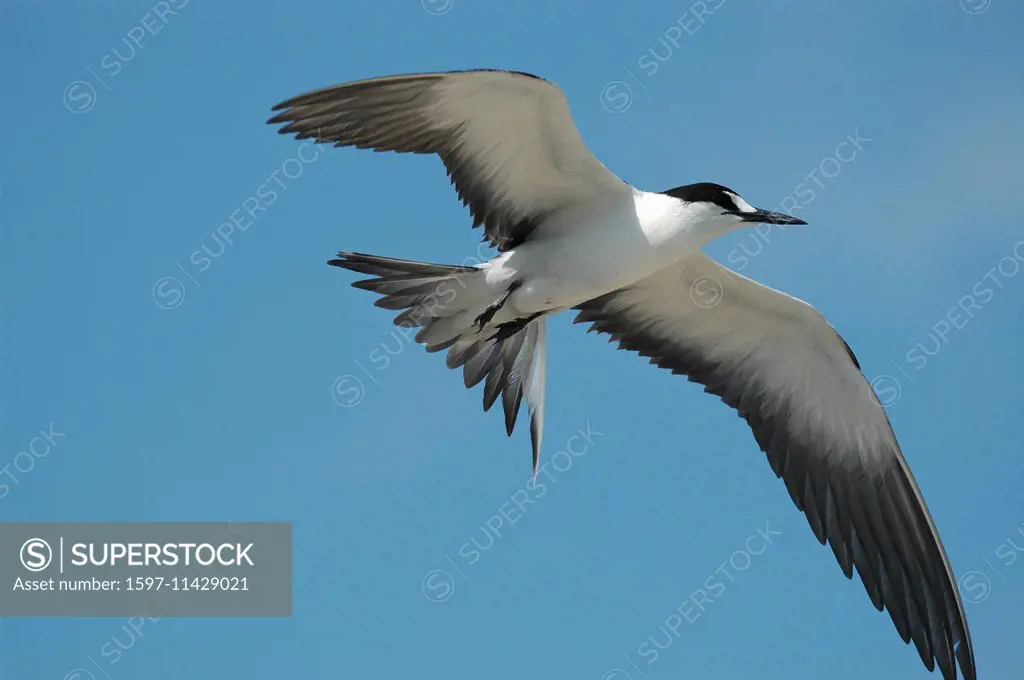 Ascension, Ascension Island, sooty tern, Onychoprion fuscatus, flight, glide