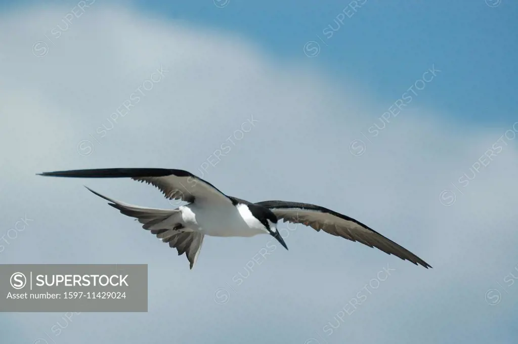 Ascension, Ascension Island, sooty tern, Onychoprion fuscatus, flight, glide