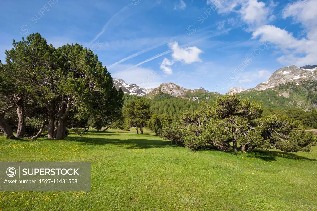 Alpe Casaccia, Switzerland, Europe, canton, Ticino, Lukmanierpass, stone pine, forest, wood