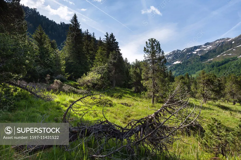 Alpe Casaccia, Switzerland, Europe, canton, Ticino, Lukmanierpass, stone pine, forest, wood