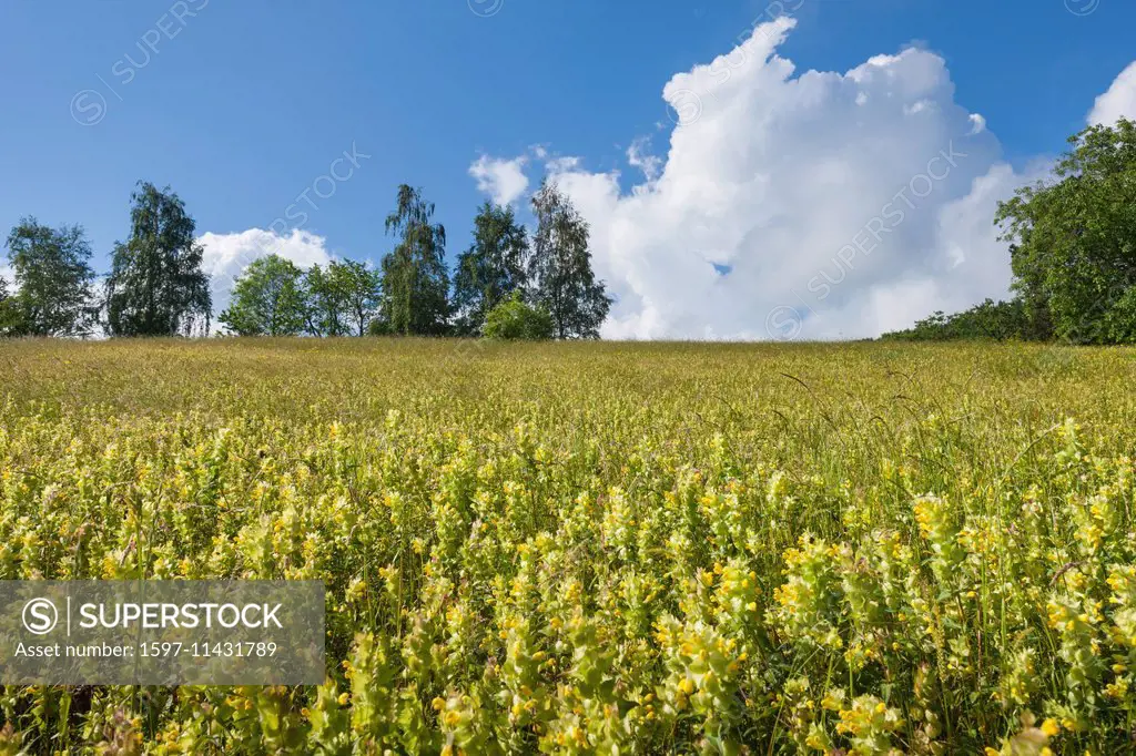 Buechberg, Switzerland, Europe, canton St. Gallen, Rhine Valley, meadow, flower meadow, rattle, rhinatus, cloud