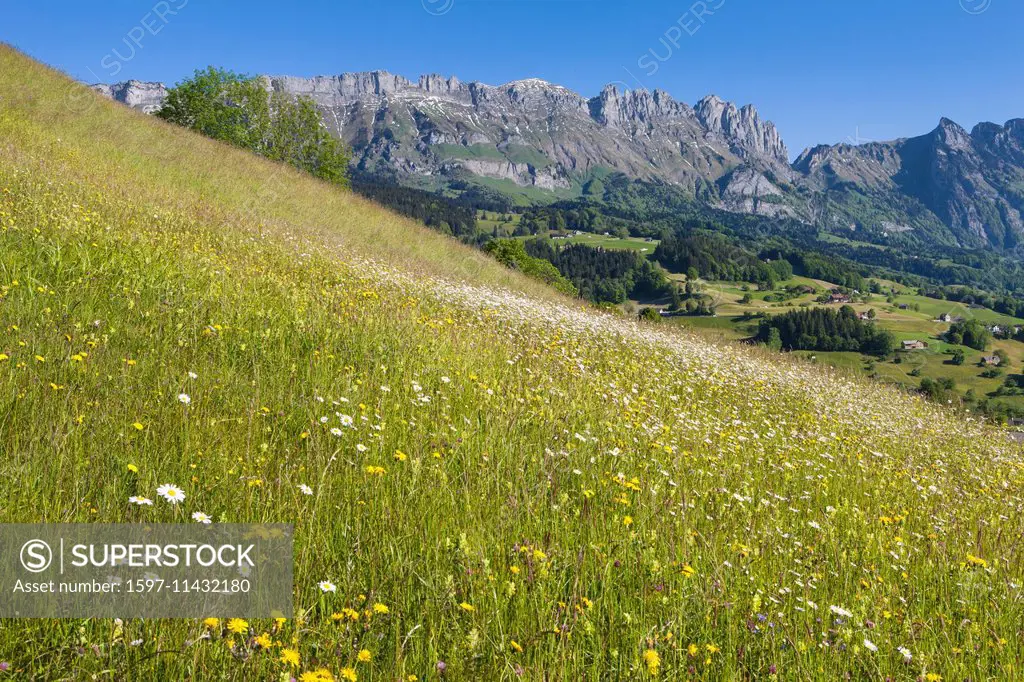 Grabserberg, Grabs mountain, Switzerland, Europe, canton St. Gallen, Rhine Valley, meadow, mountain pasture, flower meadow