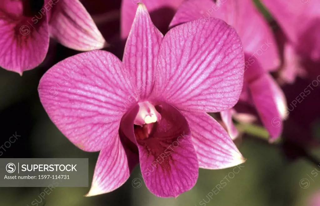 10310418, orchid, botanical garden, Singapore, Asia, blossom, flourish, pink, touched, striped, Dendrodium Hybrid,