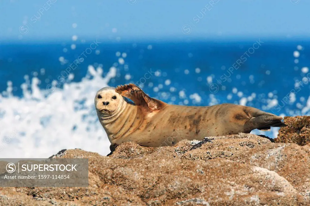 seal, common seal, Phoca vitulina, Harbor Seal, water, sea, ocean, coast, rock, Sels, stone, Oregon, west coast, USA,