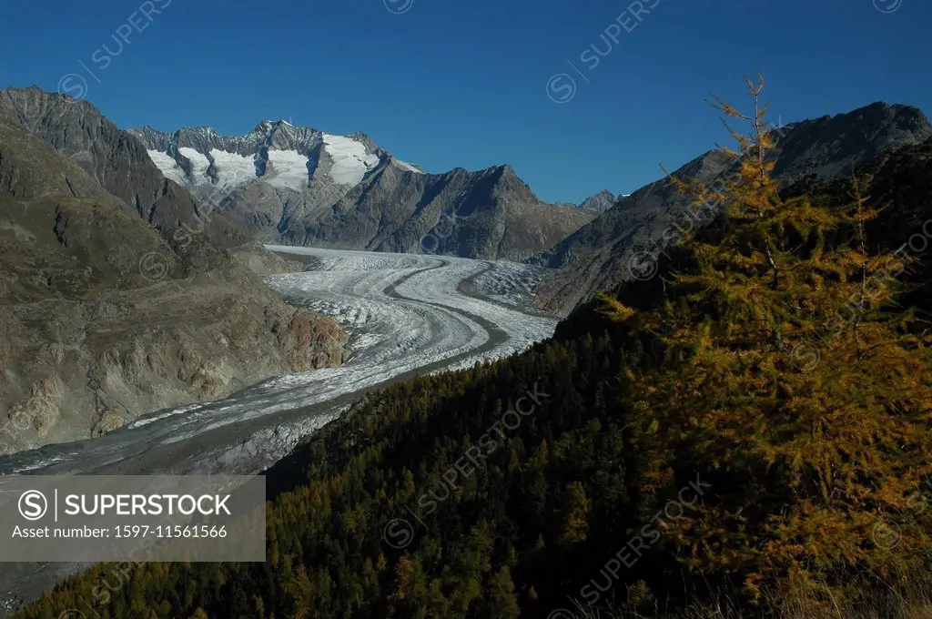 Switzerland, Europe, Valais, Aletsch, Aletsch glacier, Bettmeralp, Wannenhorn, morning, ice, glacier, larch, European larch, Larix decidua, autumn