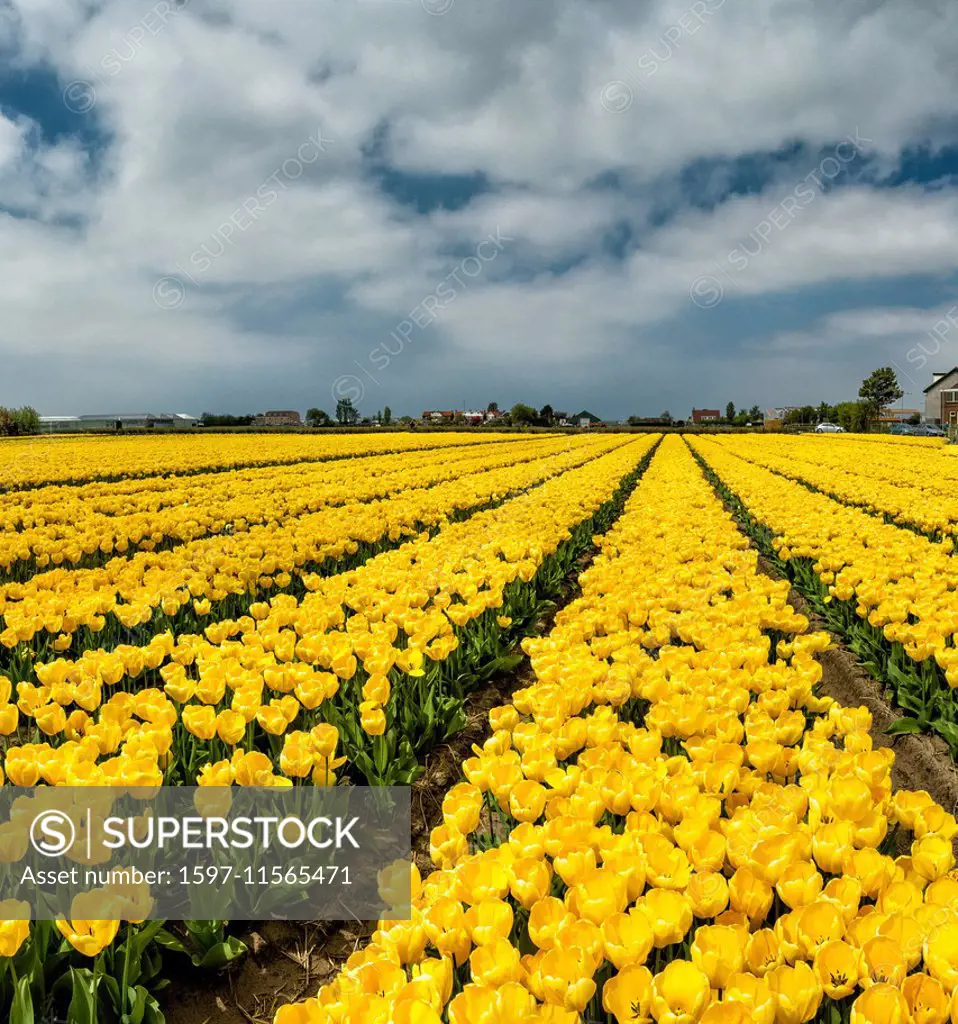 Sassenheim, Lisse, Netherlands, Holland, Europe, landscape, flowers, spring, bulb field, Bulb field, tulips