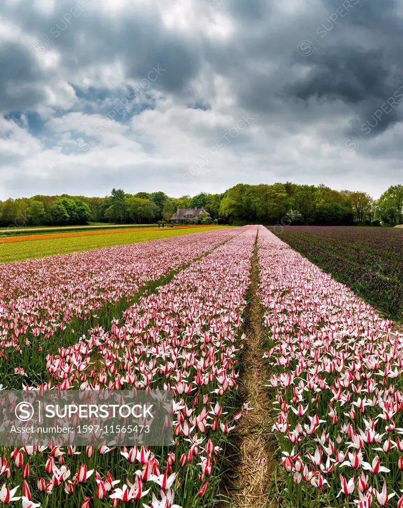 Lisse, Netherlands, Holland, Europe, landscape, flowers, spring, bulb field, Bulb field, tulips