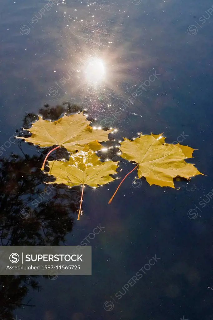 Europe, Germany, Bavaria, m, leaf, maple, autumn, water, back light, sun, glitter, reflect, sunray, water, yellow, sunrays