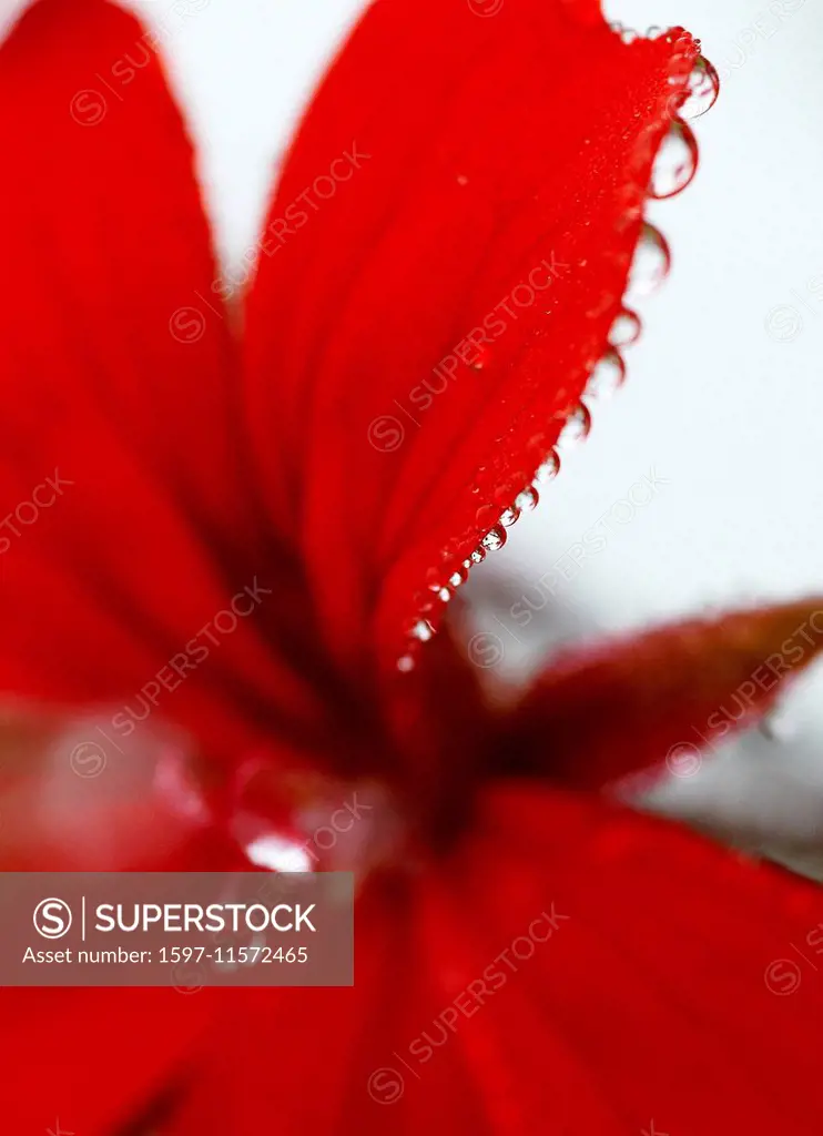 Water, dew, plant, drop, leaves, red, nature, dewdrop, humidity, moisture,