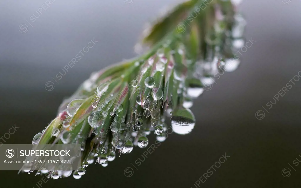 Water, dew, plant, drop, leaves, nature, dewdrop, humidity, moisture,