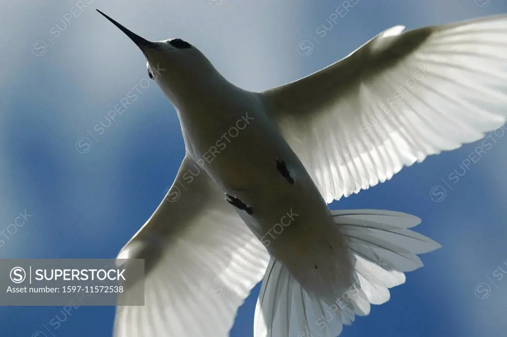St. Helena, United Kingdom, UK, south Atlantic, island, isle, fairy tern, tern, gygis alba, bird
