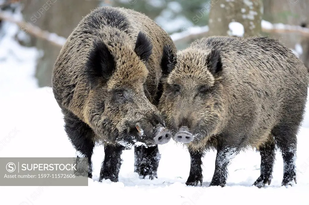 Wild boar, animal, Germany, Europe, Sus scrofa scrofa, sow, wild boars, black game, cloven-hoofed animal, pigs, pig, vertebrates, mammals, real pigs, ...