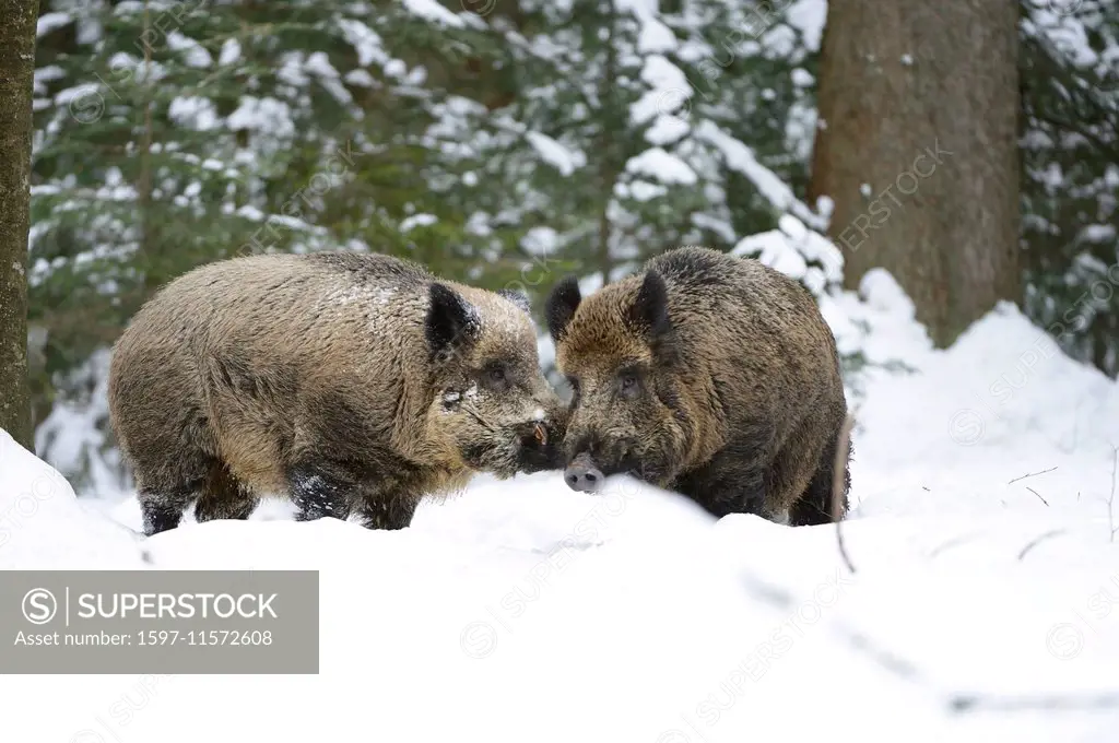 Wild boar, animal, Germany, Europe, Sus scrofa scrofa, sow, wild boars, black game, cloven-hoofed animal, pigs, pig, vertebrates, mammals, real pigs, ...