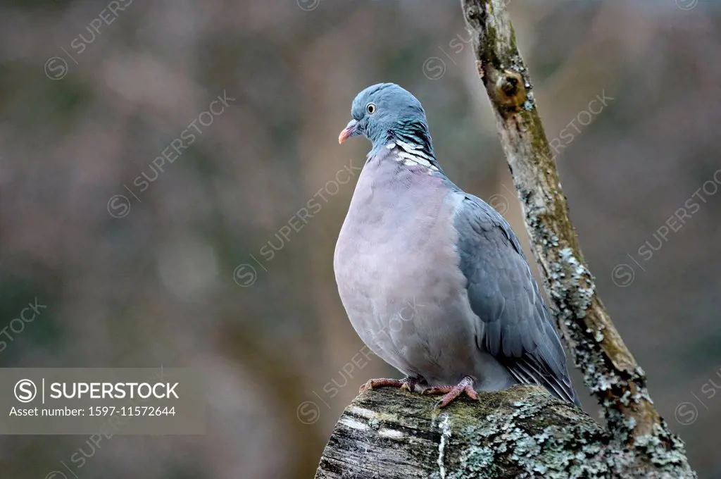 Ringlet pigeon, Columba palumbus, pigeon, pigeons, field pigeon, field pigeons, ringlet pigeons, bird, birds, winter