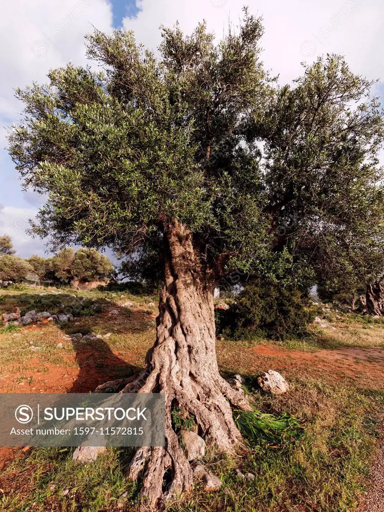Akrotiri, tree, Chania, Greece, Europe, Crete, olive tree, Olea europaea, olive, olive tree