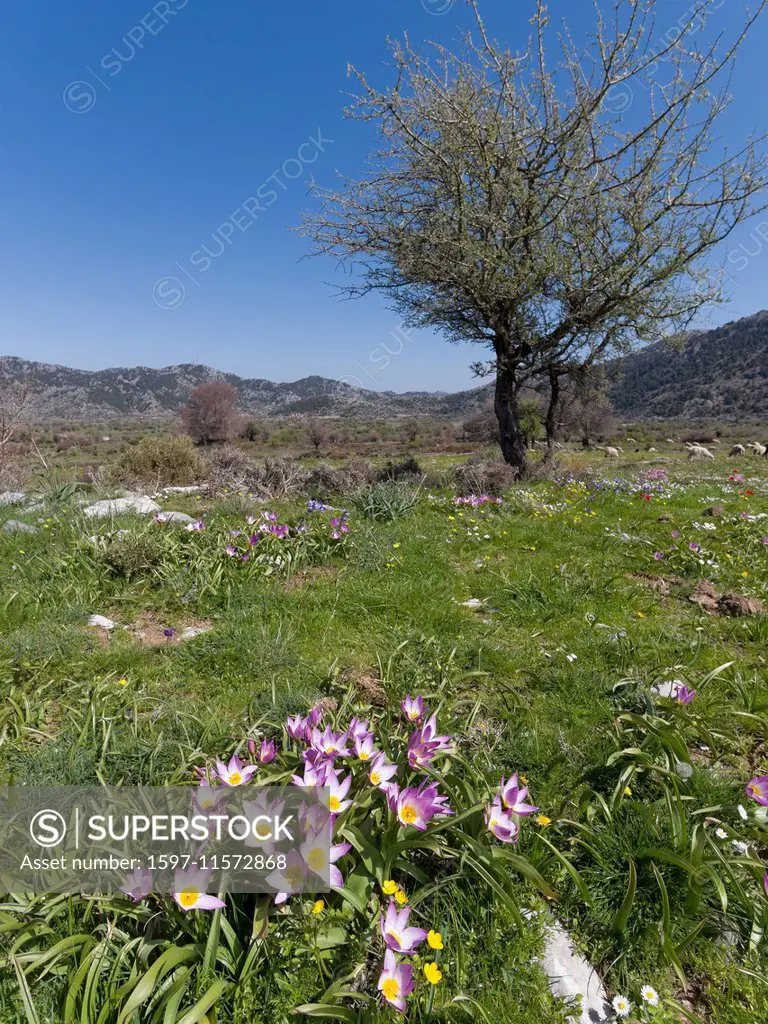 Baker's tulip, flora, spring, spring flora, Greece, Europe, plateau, plateau, Crete, scenery, landscape, Levka Ori, Tulipa bakeri, tulip, vegetation, ...