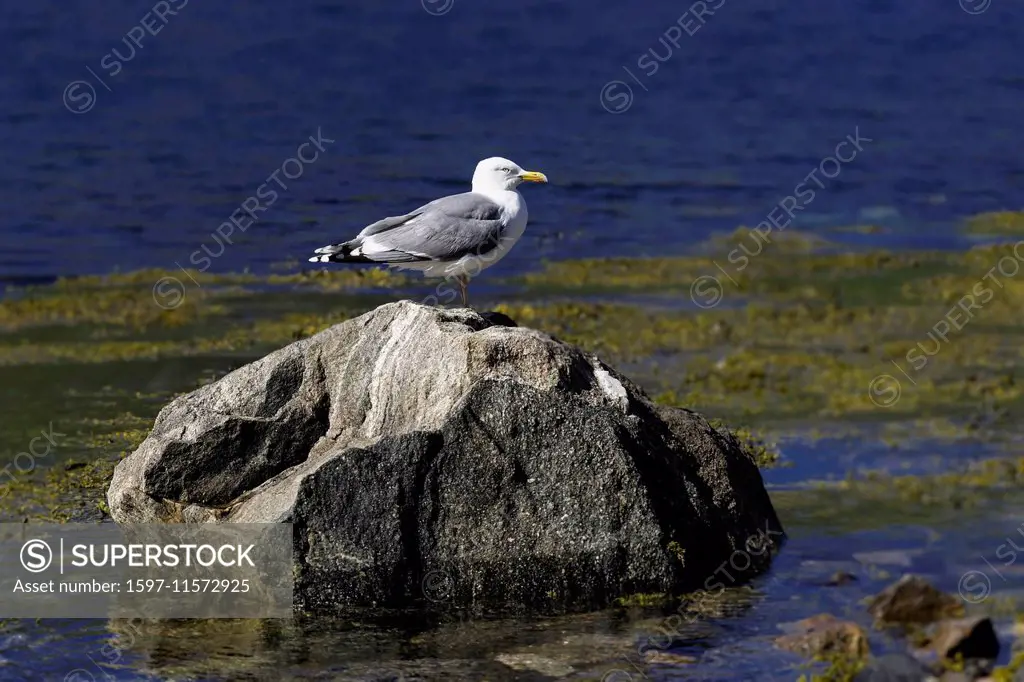 Lookout, ave, Avifauna, Charadriiformes, fauna, boulder, fjord, Gjeska, Gjeska fjord, Laridae, Larus argentatus, sea, sea gulls, sea gull, birds, Nort...