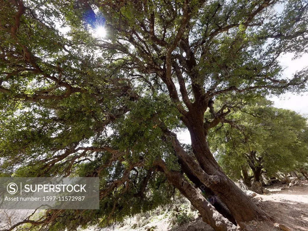 Tree giant, oak, grove, Kermes oak, Crete, foliage tree, hardwood, Psiloritis, Quercus coccifera, sun
