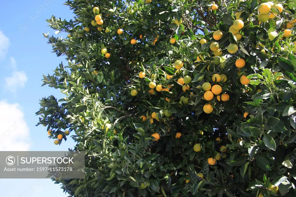 Spain, Europe, Tenerife, Canary islands, orange tree, oranges, fruits