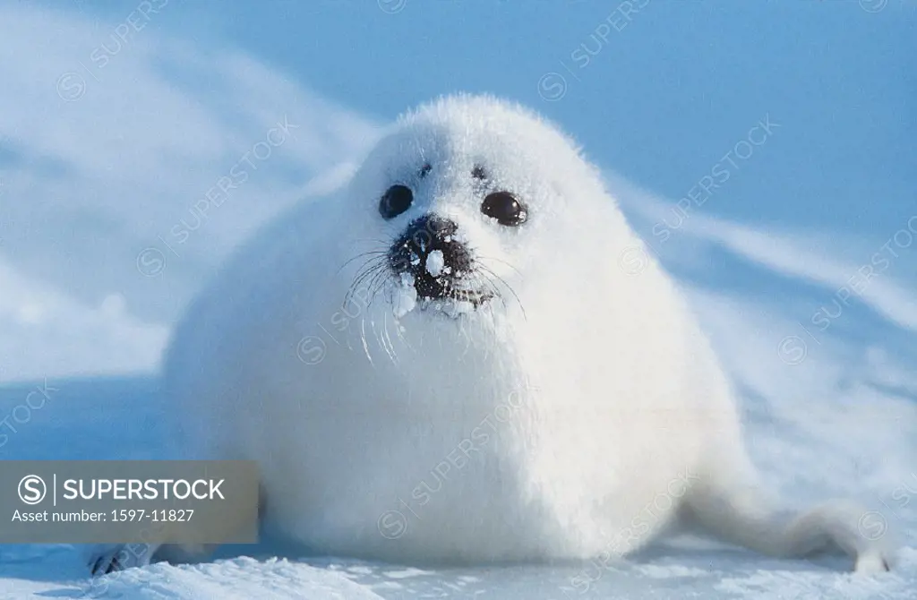 animal, animals, baby seal, Canada, North America, America, Harp Seal, new, Pagophilus groenlandicus, Phoca, Provinc