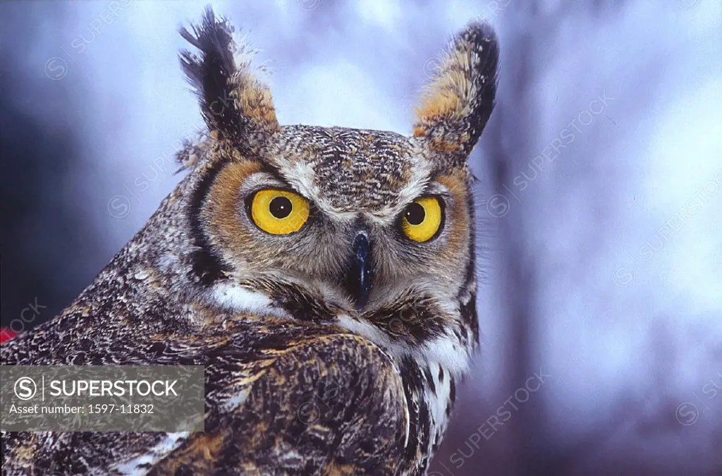 American eagle owl, Amos, animal, animals, bird, birds, Bubo virginianus, Canada, North America, America, eagle owl,