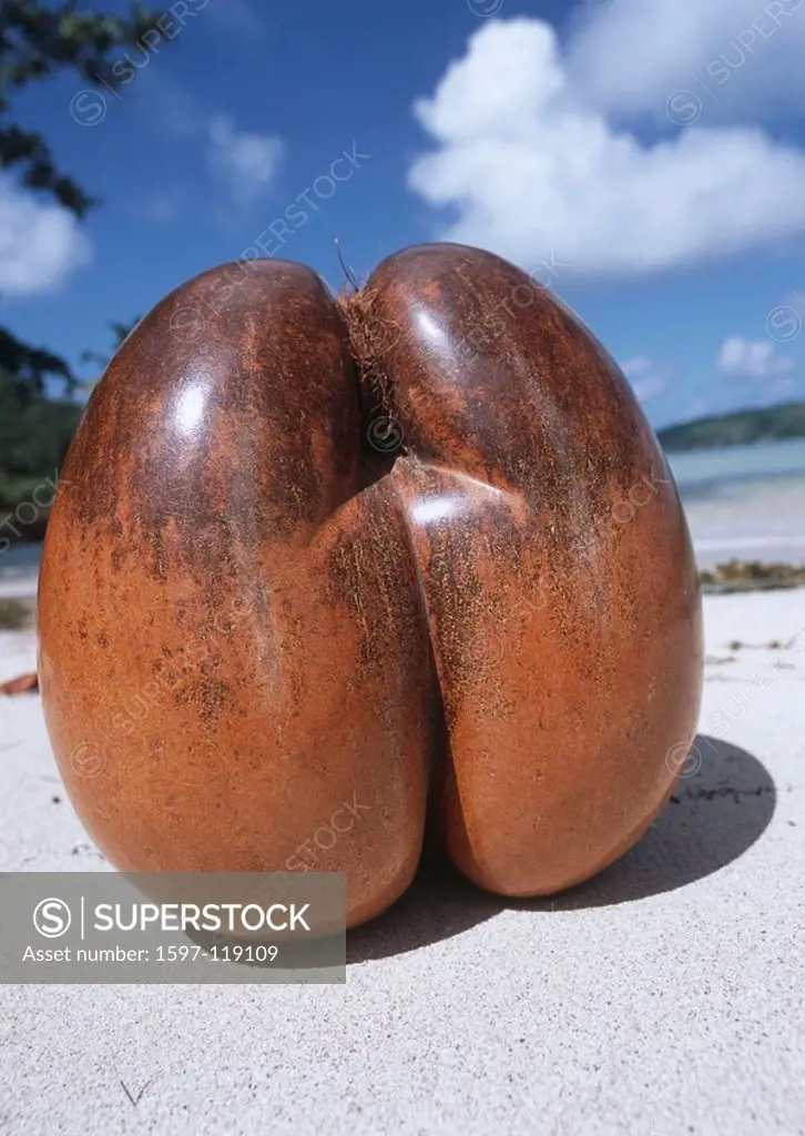 Seychelles nut, feminine seed, semen, Coco de Mer, Lodoicea seychellarum, Seychelles palm tree, Seychelles, Indian oce