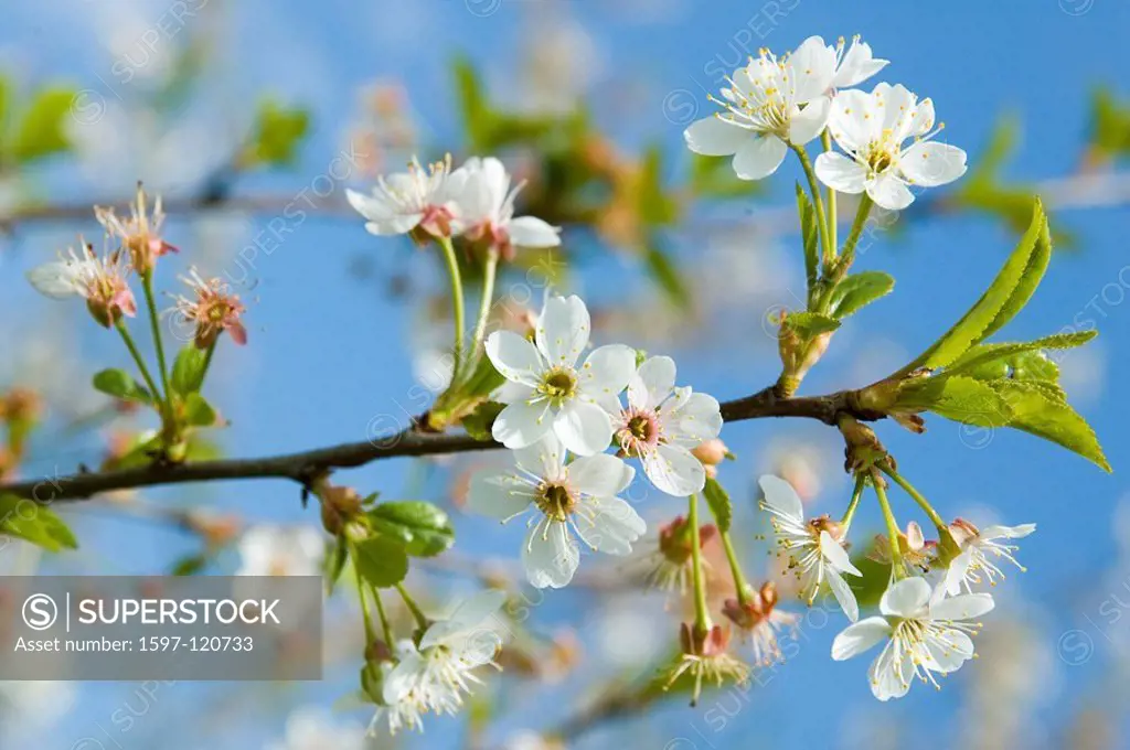 cherry tree, blossoms, cherry flower, detail, spring, cherry