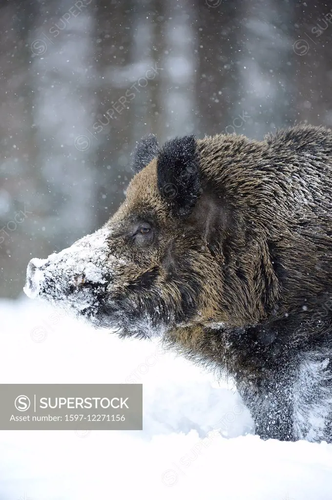 Wild boar, animal, Sus scrofa scrofa, sow, wild boars, black game, pigs, pig, vertebrates, mammals, real pigs, pigs, winter, Germany, Europe,