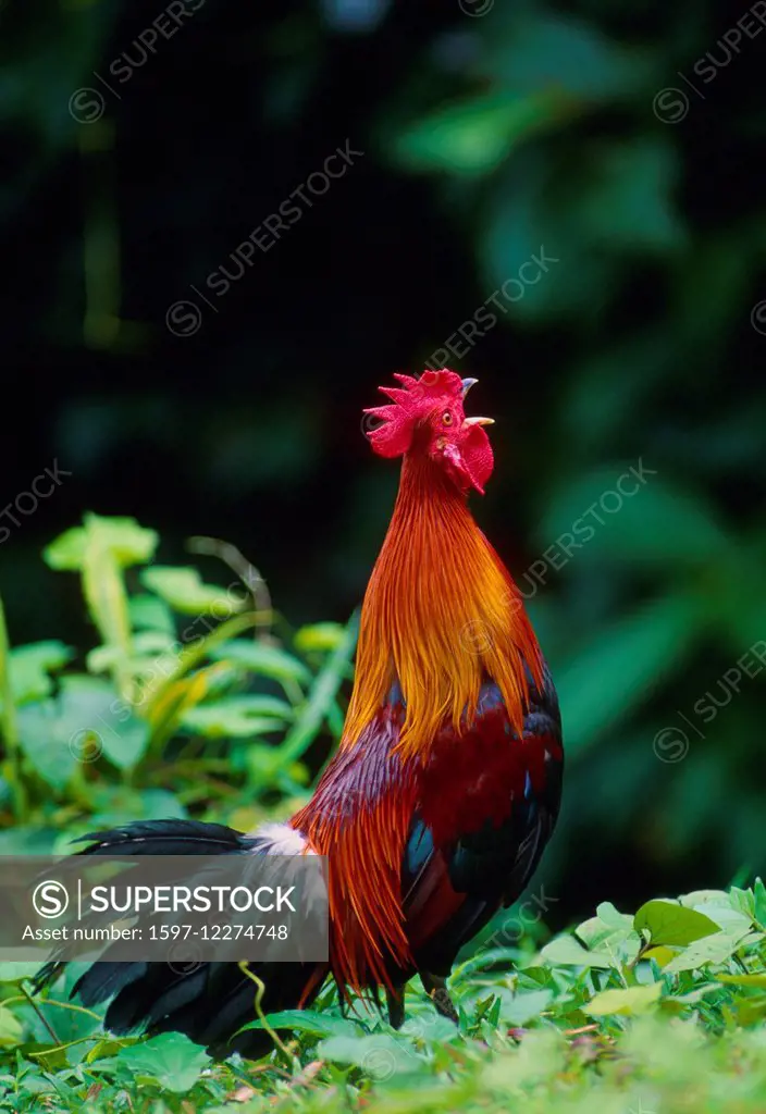 Red Jungle Fowl, Gallus gallus, Phasianidae, cock, cock crowing, hen, bird, animal, Malaysia