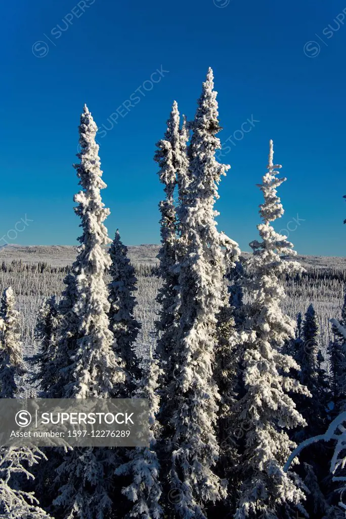 trees, snow covered, snow, hoarfrost, winter, Alaska, USA, United States, America,