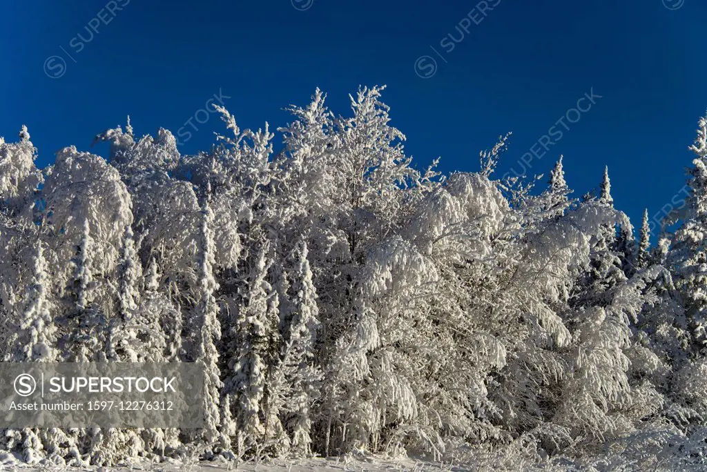 trees, snow covered, snow, hoarfrost, winter, Alaska, USA, United States, America,